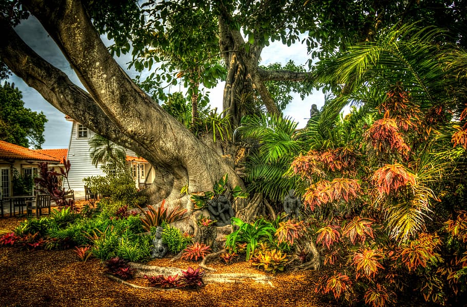 HD wallpaper: banyan tree, south florida, shangri-la, nature, environment |  Wallpaper Flare