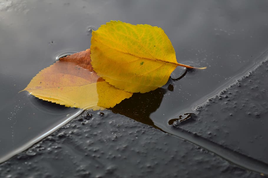 yellow, sheet, ice, water, autumn, plant part, leaf, wet, close-up HD wallpaper