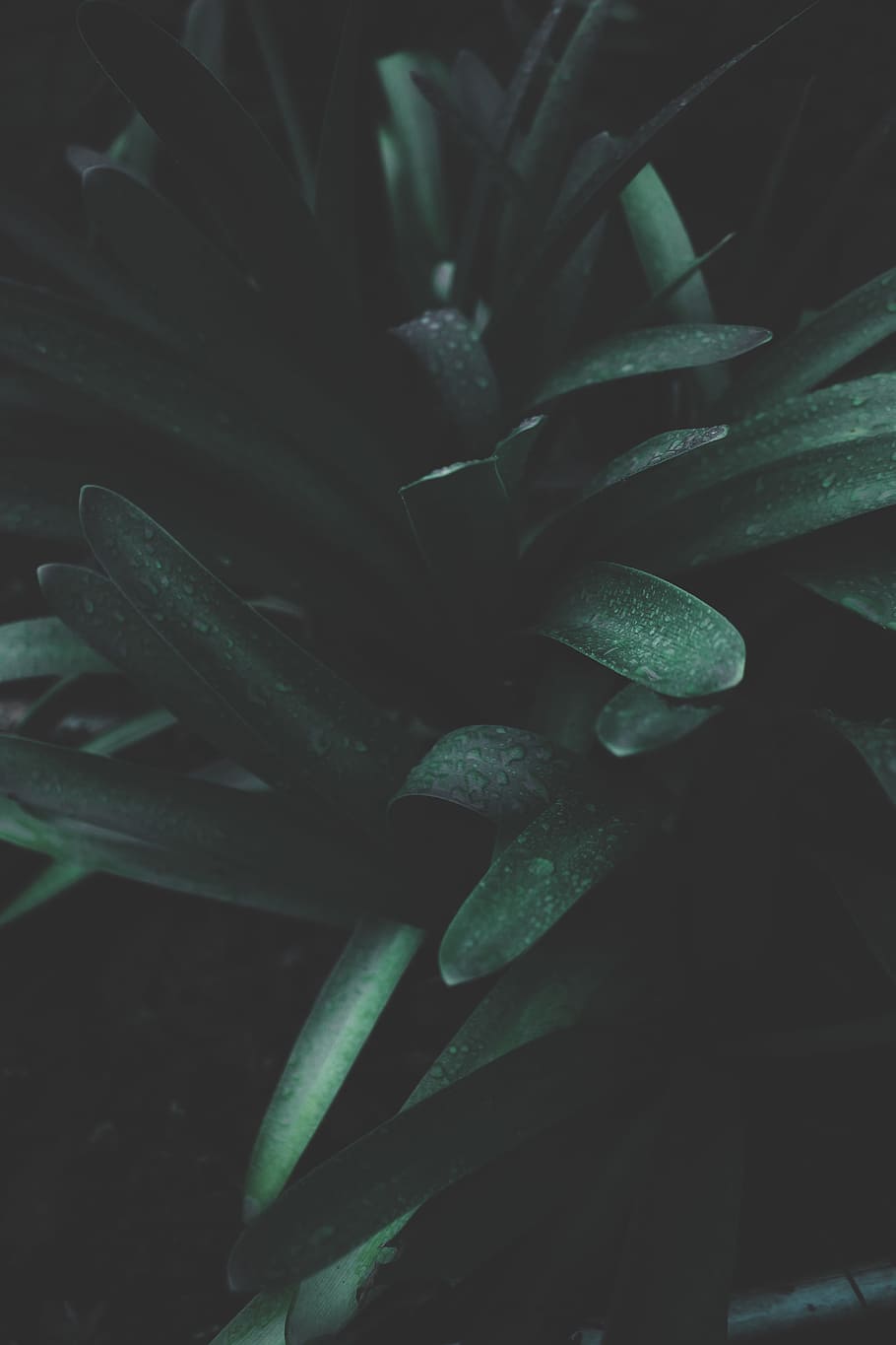 photo of green snake plant, macro photography of green long leafed plant HD wallpaper