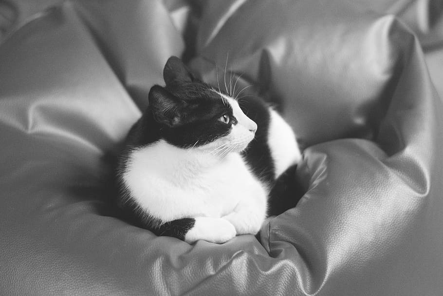 cat, kitten, tomcat, animals, black and white, coat, a young kitten HD wallpaper