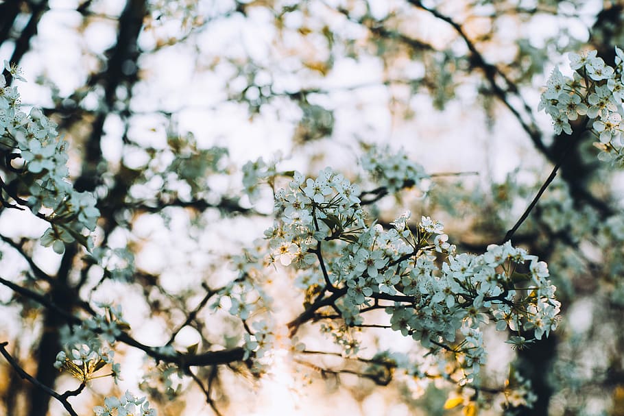 green flowers in tilt shift photography, low angle photo white petaled flower HD wallpaper