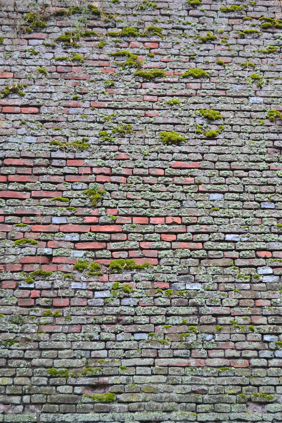 pattern, brick, nature, green, pl, landscape, vegetation, plant HD wallpaper