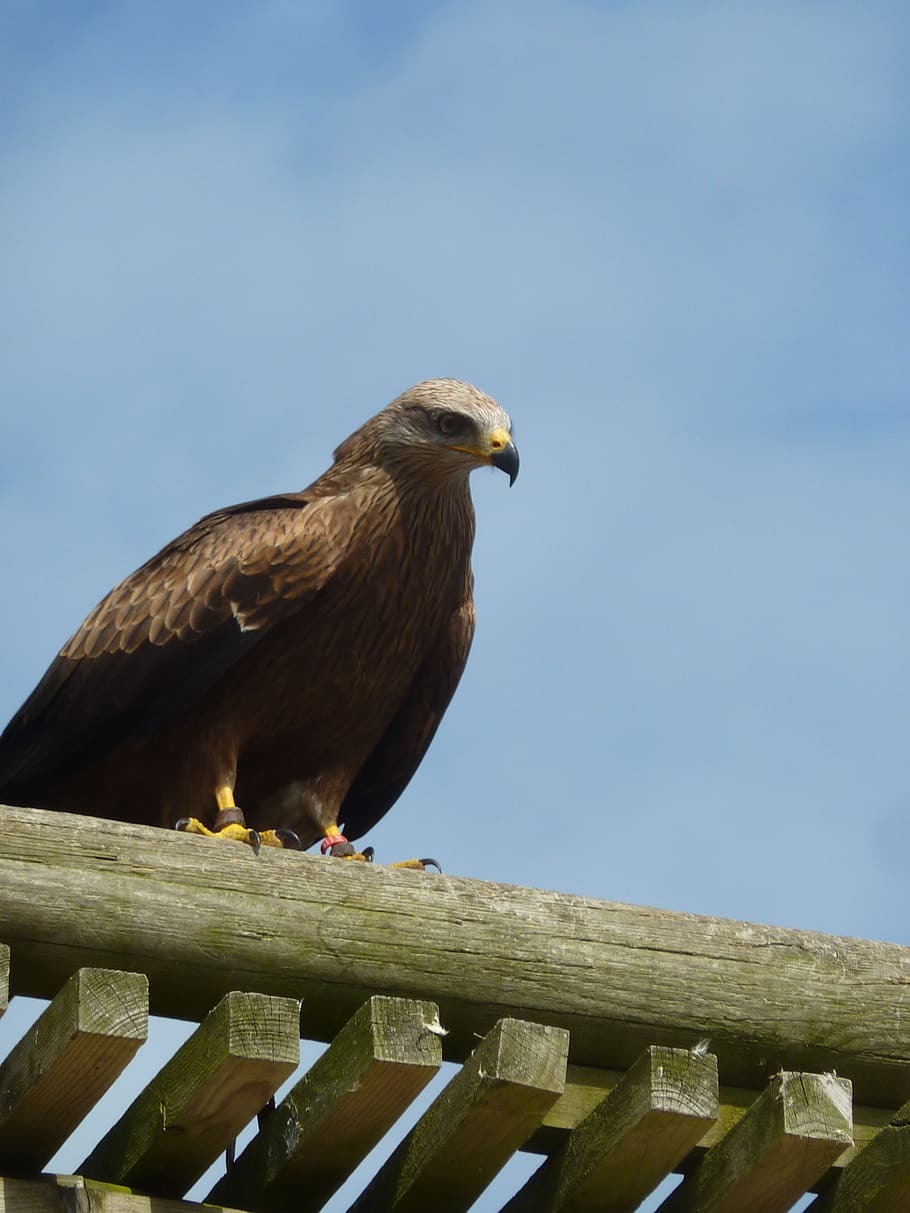 raptor, falcon, bird, vertebrate, animal, animal themes, animal wildlife HD wallpaper