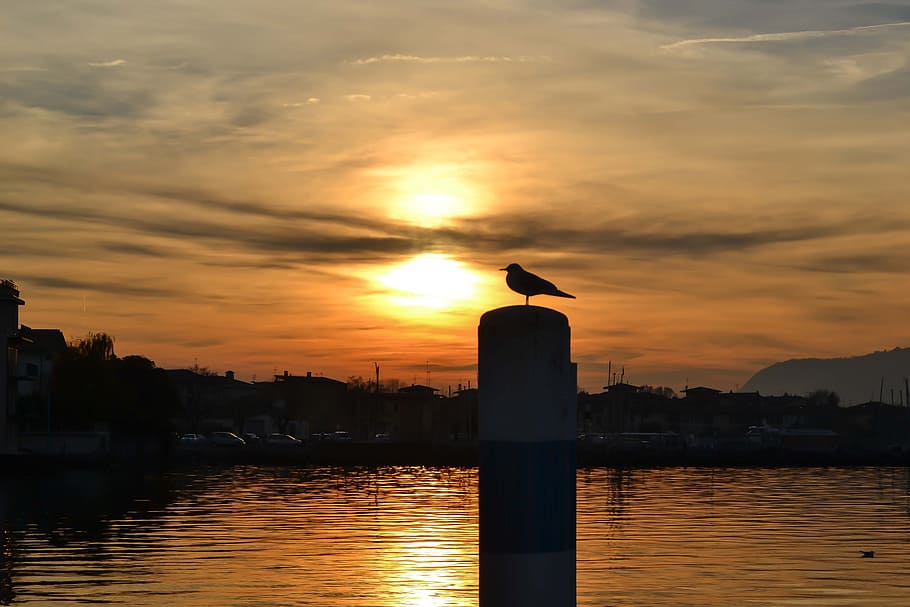 sunset, waters, sky, outdoors, iseo, bird, animal themes, vertebrate HD wallpaper