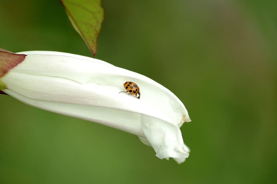 ladybug, blossom, nature, spring, white, macro, outdoors, natural HD wallpaper