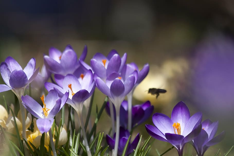 purple petal flower, crocus, schwertliliengewaechs, spring crocus HD wallpaper