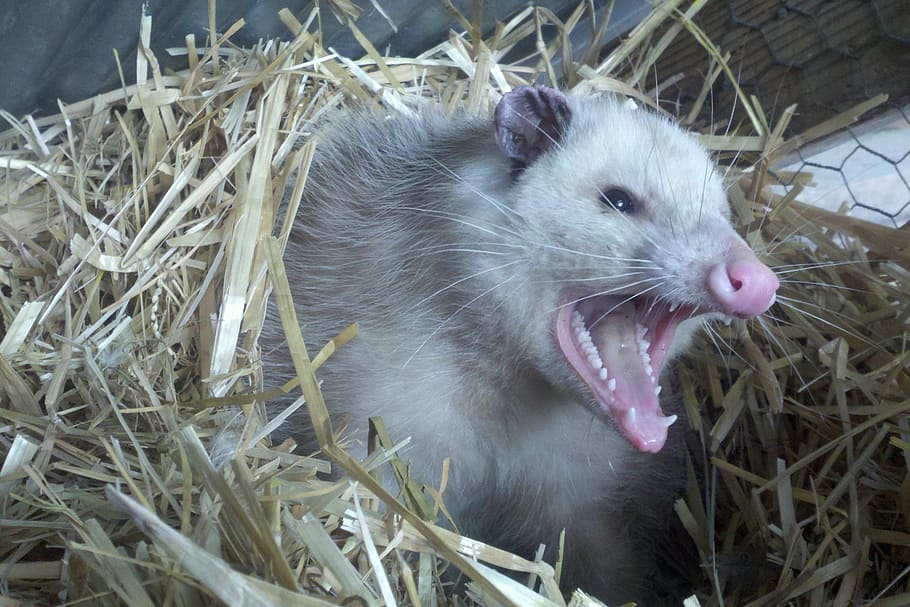 white rodent in brown nest, opossum, teeth, fur, animal, straw