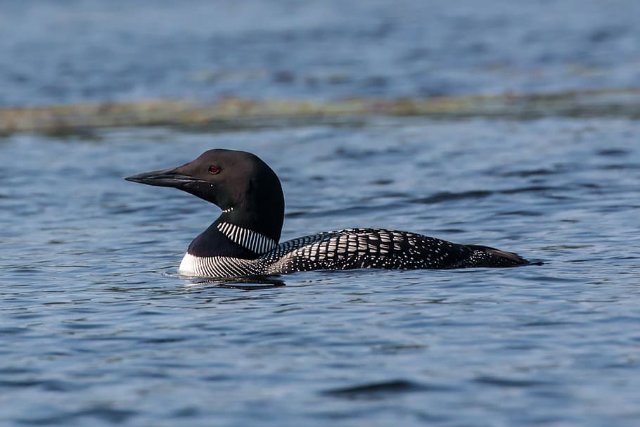 loon, lake, bird, animals in the wild, water, animal wildlife HD wallpaper