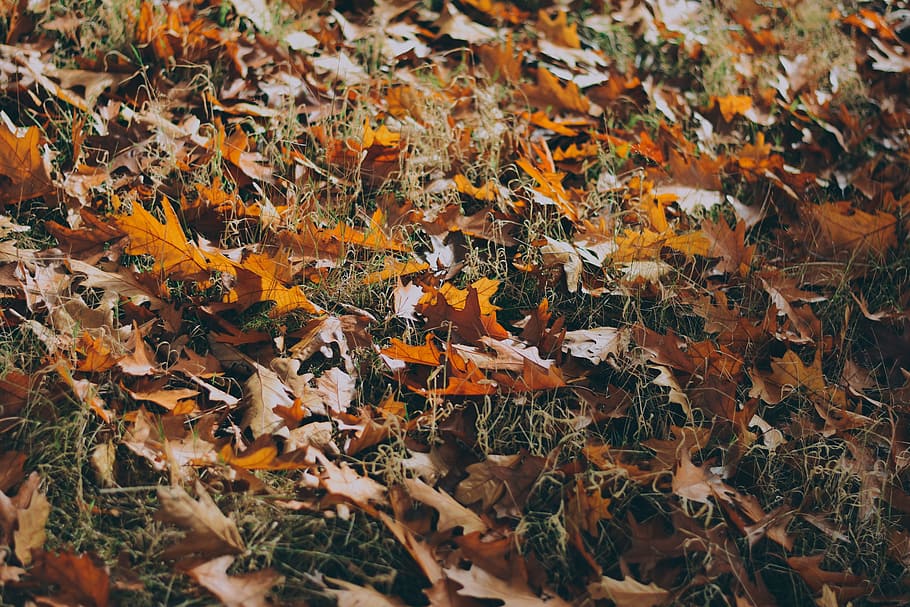 green, grass, leaf, fall, outdoor, autumn, plant part, change HD wallpaper
