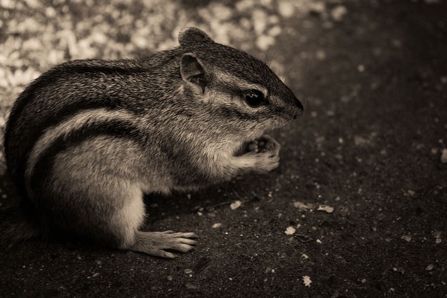 chipmunk, animals, black and white, one animal, mammal, animal wildlife HD wallpaper