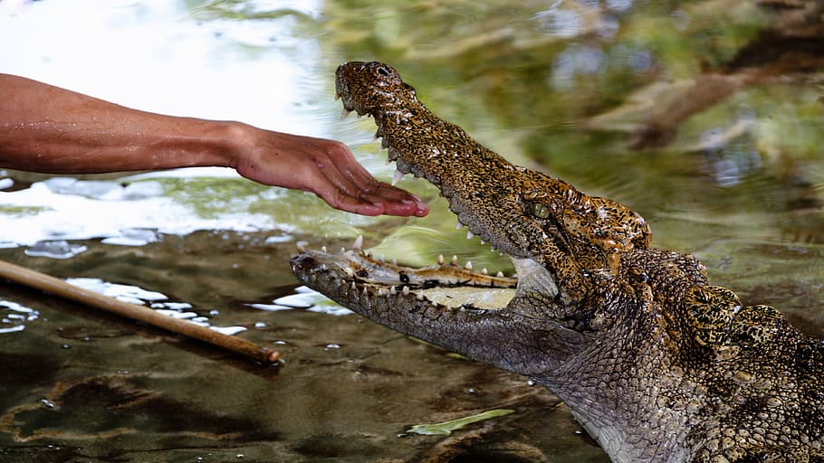 person's right hand between crocodile's mouth, man, show, reptile HD wallpaper