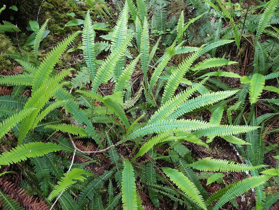 fern, plant, native, nature, leaf, forest, green Color, tree HD wallpaper