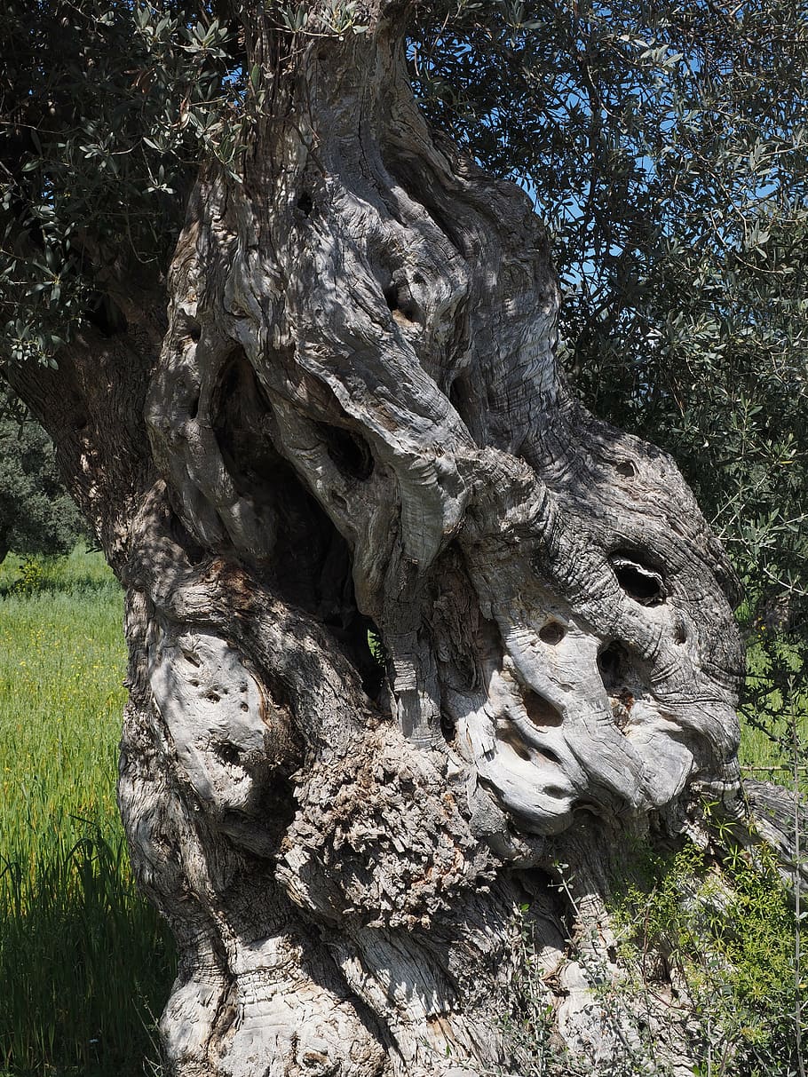 close-up photo of tree trunk at daytime, tribe, gnarled, old, HD wallpaper