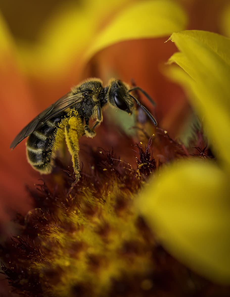 bee, nature, flower, orange, macro, close-up, animal themes HD wallpaper