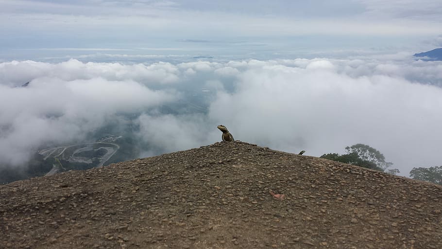 Lizard among the clouds, brown lizard, mountain, rock, ledge HD wallpaper