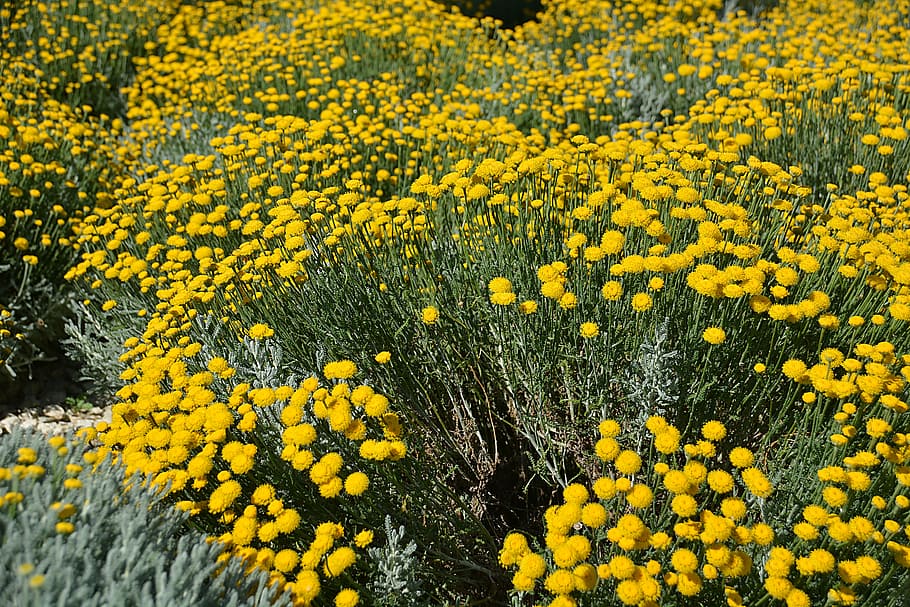 flowers, summer, fields, summer flowers, nature, yellow, plants HD wallpaper