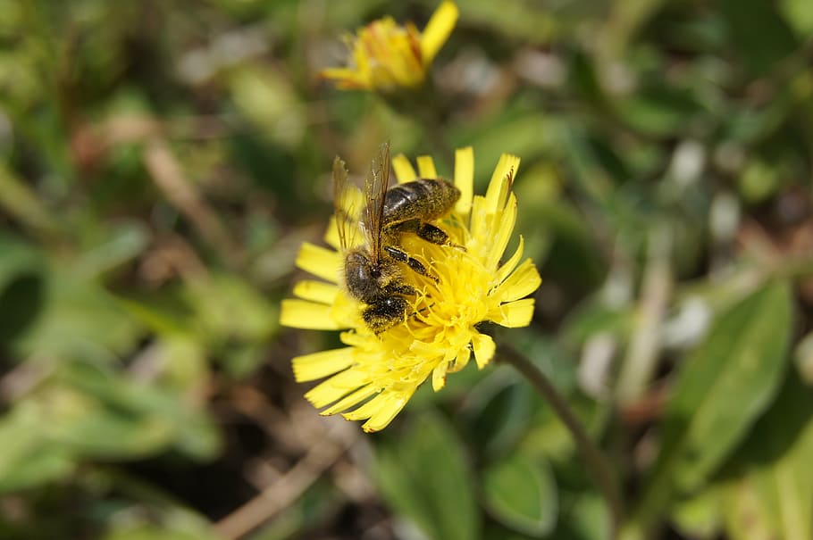 bee, flower, yellow, nature, flowering plant, invertebrate HD wallpaper
