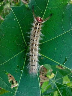 scorpion, insect, bug, larva, nature, caterpillar, animal, worm HD wallpaper