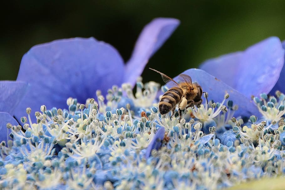 flower, hydrangea, bee, garden, blue, nature, summer, grove HD wallpaper