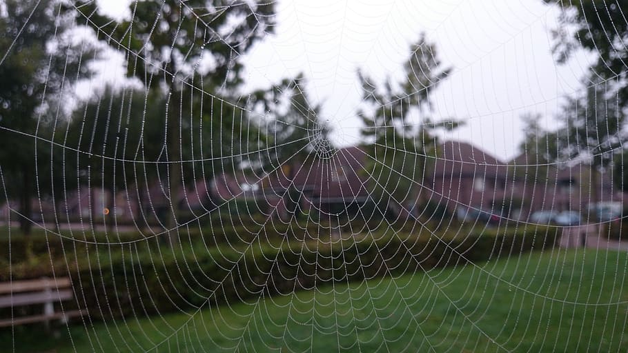 Spider'S Web, Cobweb, Spider, Insect, nature, spider Web, outdoors HD wallpaper