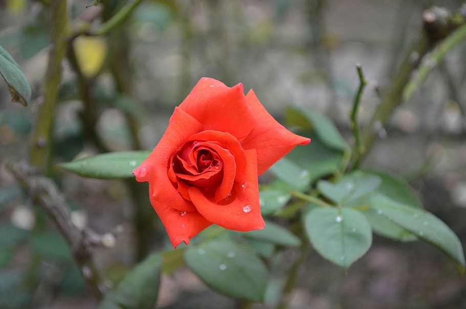 rose, red, flowers, dew, flowering plant, beauty in nature HD wallpaper