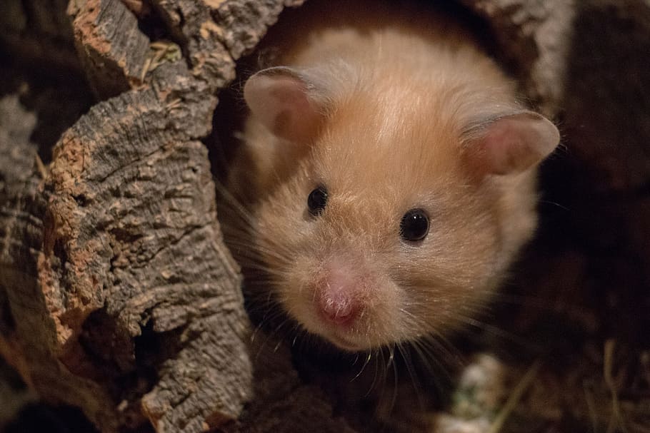 brown guinea pig, cute, mammal, nature, small, rodent, curious HD wallpaper