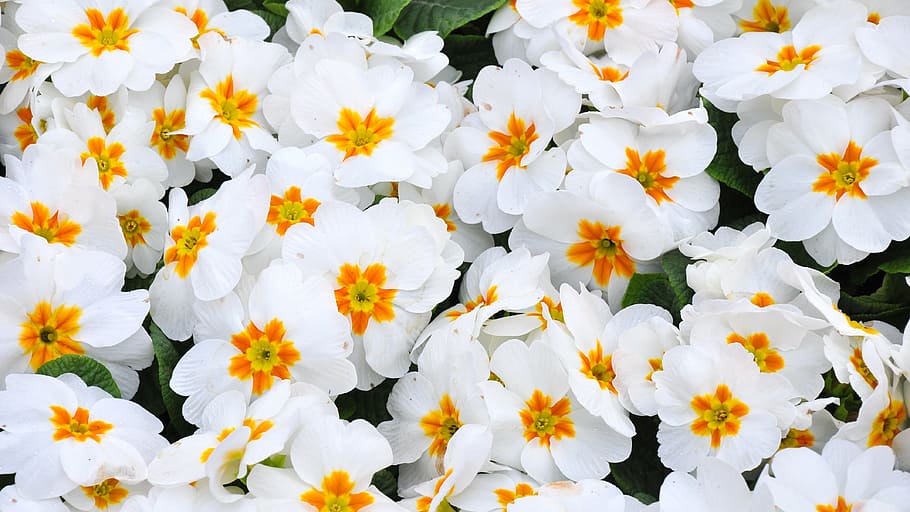 primula, spring, spring flower, white, flowering plant, freshness HD wallpaper