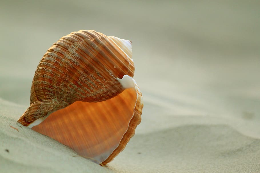 shallow focus photography of brown sea shells, snail, snail shell HD wallpaper