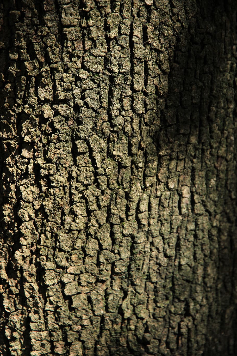 Tribe, Log, Tree Bark, background, linde, textured, backgrounds HD wallpaper