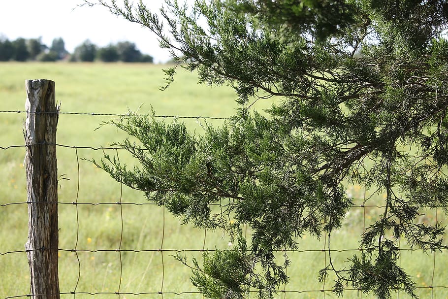 HD wallpaper: cedar tree, fence, fence post, rustic, outdoor, landscape