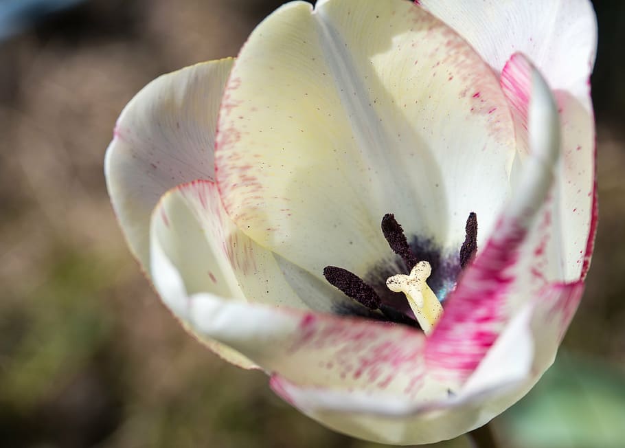 tulip, macro, stamp, blossom, bloom, flower, white, purple HD wallpaper