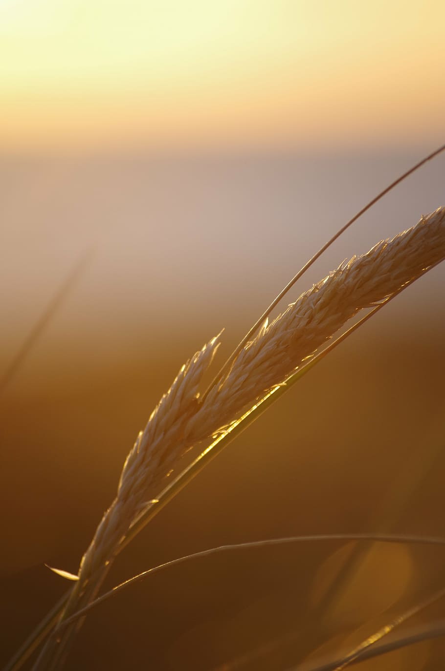summer, sunset, abendstimmung, grass, sunshine, light, glow HD wallpaper