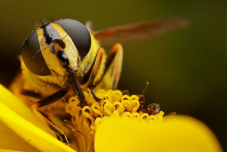 fly, insect, macro, eye, flower, yellow, flowering plant, invertebrate HD wallpaper