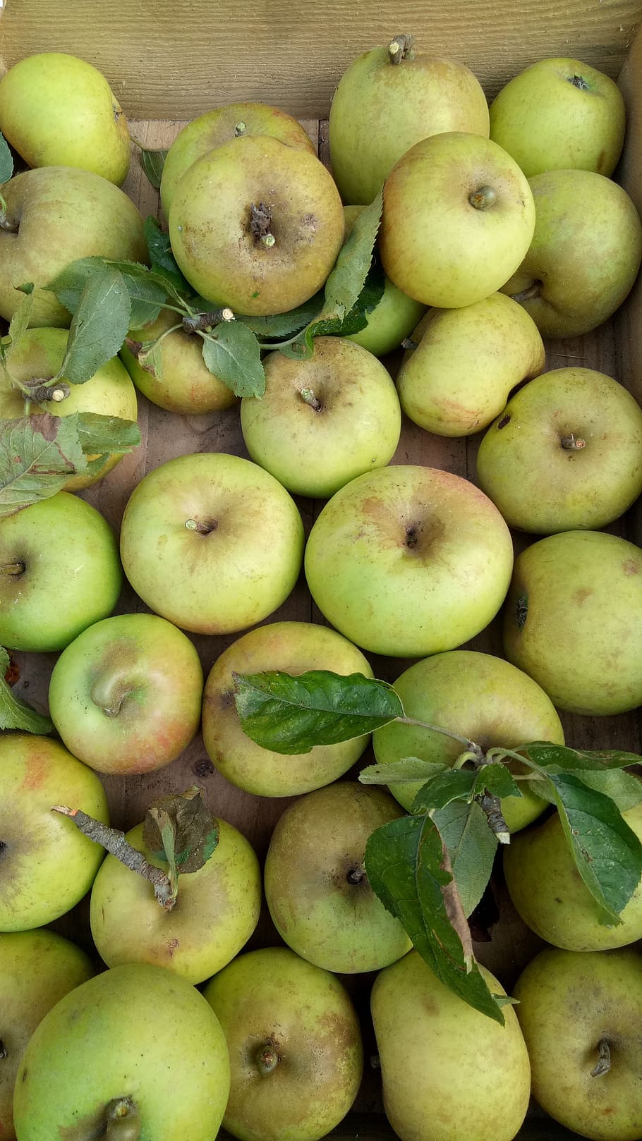 apples, fruit, harvest, food and drink, healthy eating, large group of objects HD wallpaper