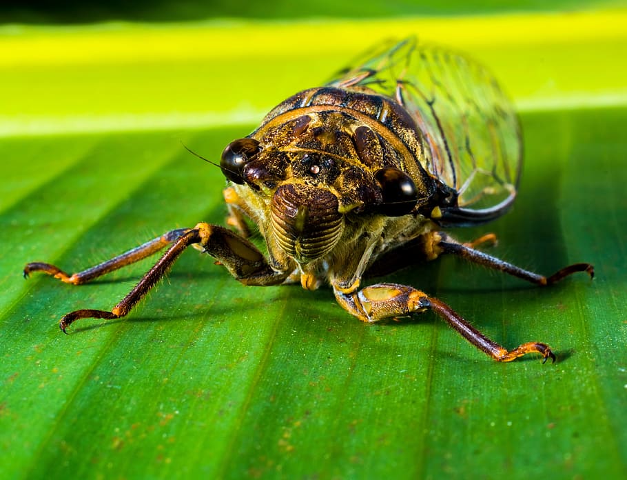 Insect, Whopper, Close, new insect, one animal, animal themes HD wallpaper