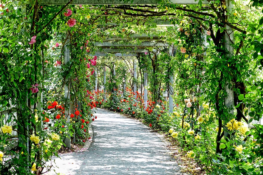 garden pathway during daylight, park, nature, flower, roses, plant, HD wallpaper