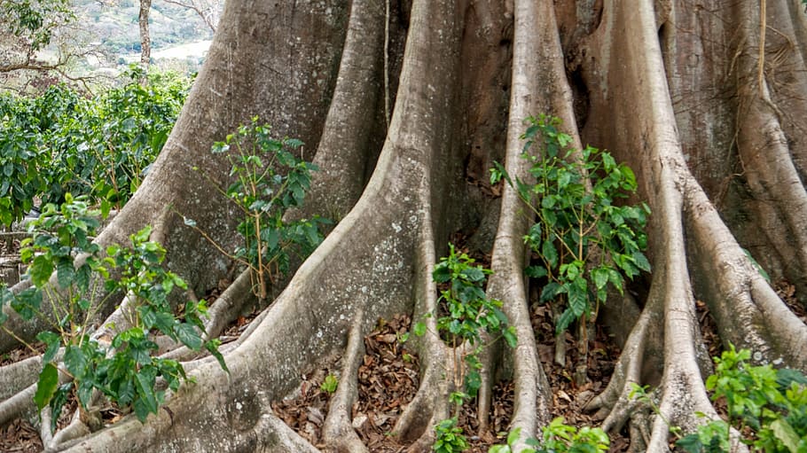 tree, roots, tree with roots, nature, tree roots, branch, forest HD wallpaper