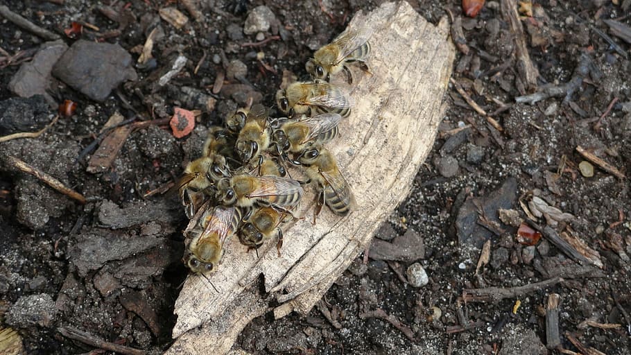 bee, honey, collect, land, nature, animal, animal themes, day HD wallpaper