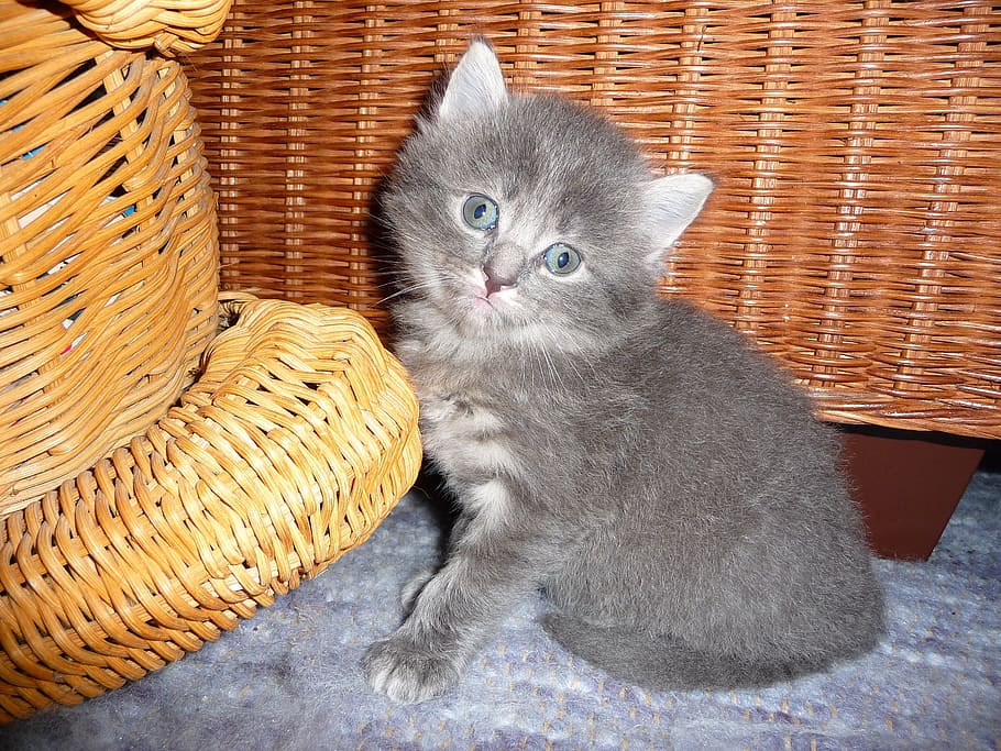 short-fur gray kitten, cat, animal, creature, domestic, pets HD wallpaper