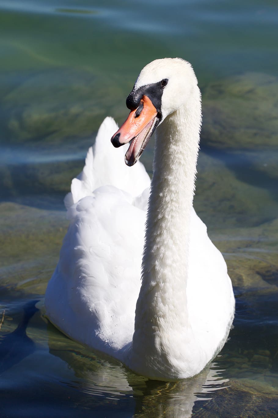 swan, eye, bill, snarling, invitingly, animal themes, animals in the wild HD wallpaper