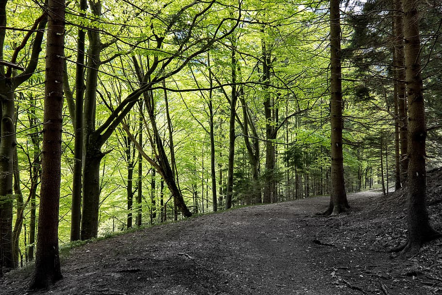 forest, trees, nature, landscape, path, light, scenic, mystical HD wallpaper