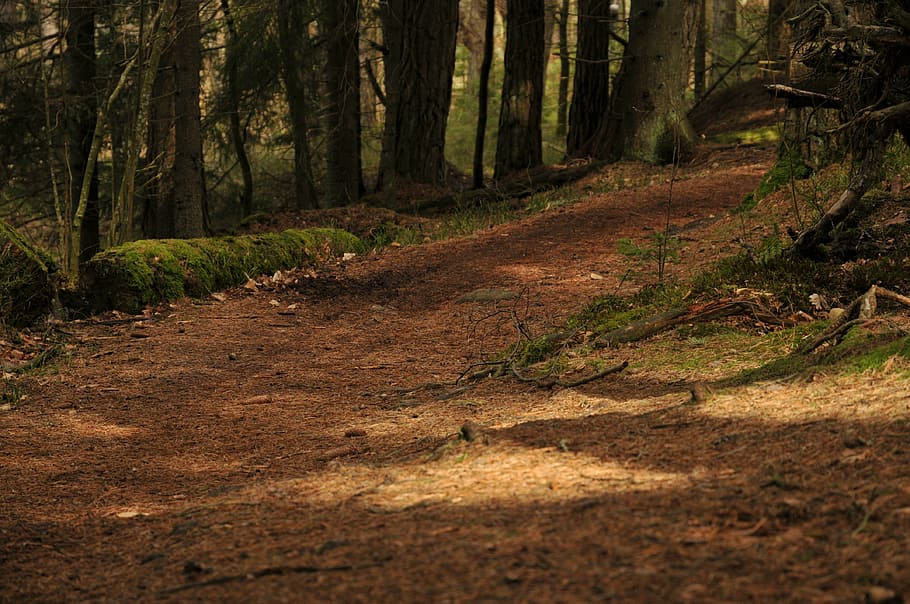 brown, cool, professional, forest, nature, tree, leaf, woodland HD wallpaper