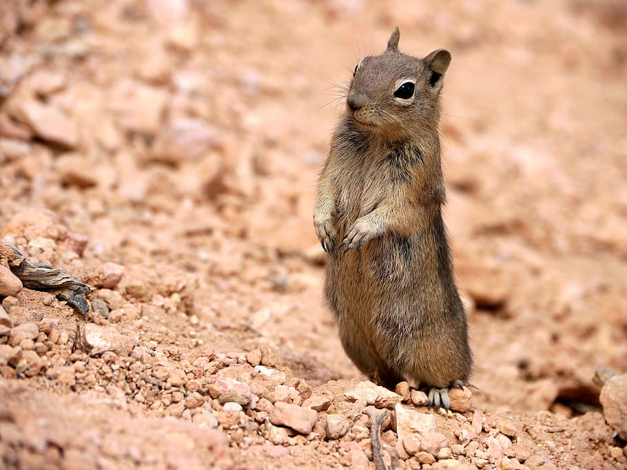 brown rodent, brown squirrel standing on soil pavement, animal HD wallpaper