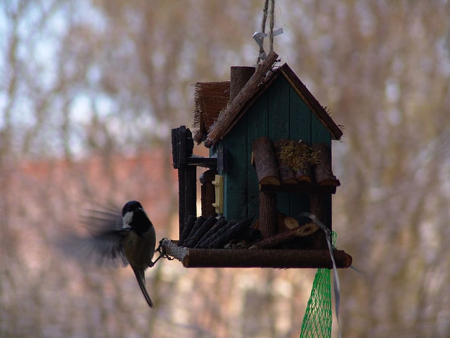 Tit, Aviary, Bird, Animals, one animal, animals in the wild HD wallpaper
