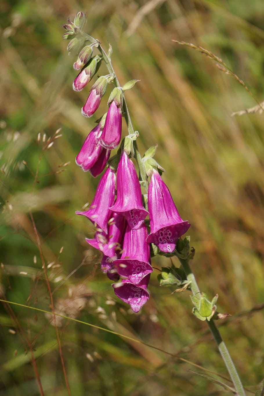 thimble, red, planting, digitalis, common foxglove, digitalis purpurea HD wallpaper