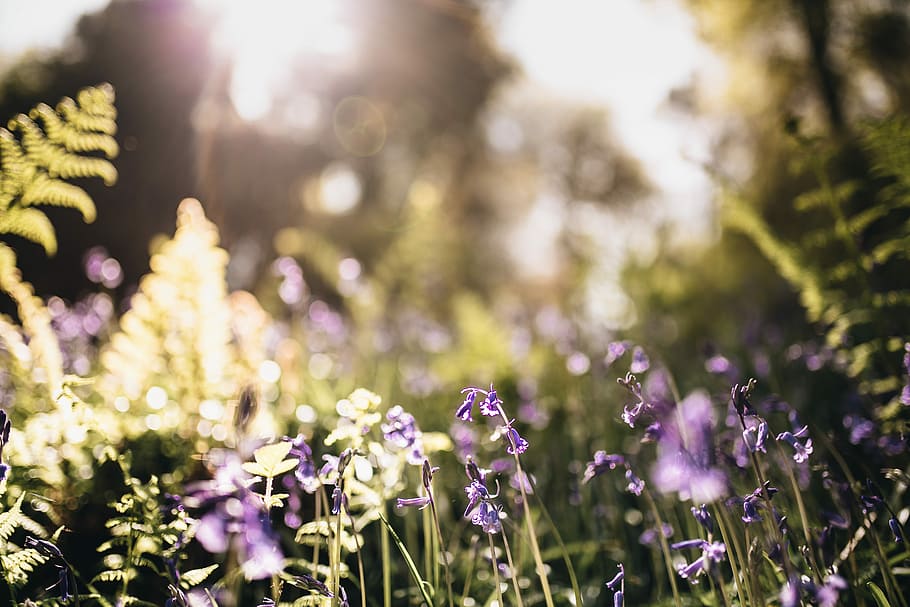 lavender flowers under sunny sky, photo of purple petaled flowers HD wallpaper