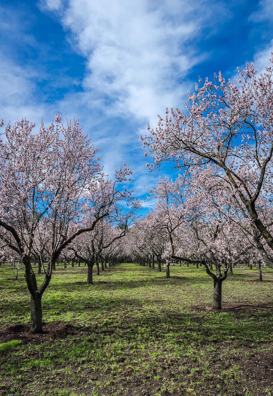 Almond leaves 1080P, 2K, 4K, 5K HD wallpapers free download | Wallpaper