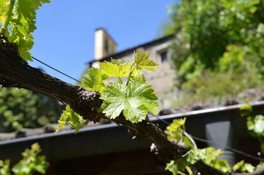 nature, grape, grape leaf, ranke, winegrowing, plant, vine HD wallpaper