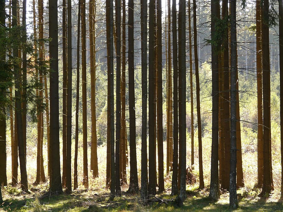 forest, trees, firs, strains, light, shadow, forestry, back light HD wallpaper