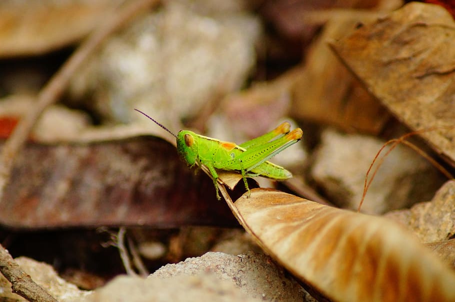Grasshopper, Color, Macro, Dessert, insect, close-up, nature HD wallpaper